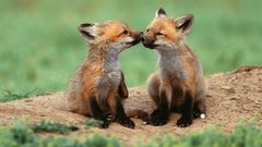 Foxes