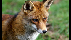 Foxxy fox Wild Animals