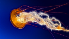 Fractalius jellyfish