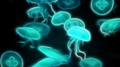 Fractalius jellyfish underwater