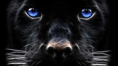 Fractalius panthers
