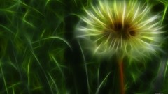 Fractalius Plants dandelions nature