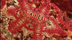 Fractals abstract Salamander