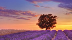 France English lavender provence