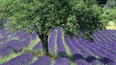 France landscape field lavender Flowers purple flowers provence