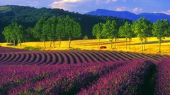 France lavender fields