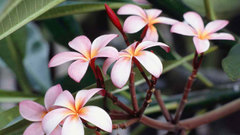 Frangipani Flowers flower