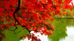 Free fall autumn colors