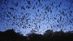 Freedom Mexican Texas caves bats