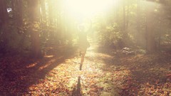 Freedom nature brightness forests