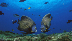 French angelfish pair rocas