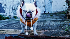French bulldog coat little high Resolution