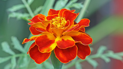 French Marigold tagetes patula