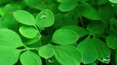 Fresh by dandelgrosso