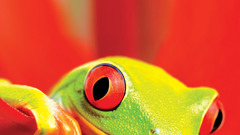 Froggy was totally sure