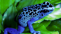 Frogs amphibians Poison Dart