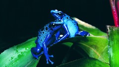 Frogs amphibians Poison Dart