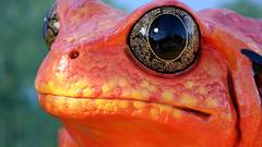 Frogs amphibians Poison Dart