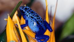 Frogs amphibians Poison Dart