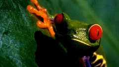 Frogs amphibians Red-Eyed Tree Frog