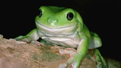 Frogs amphibians tree frogs
