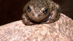 Frogs amphibians tree frogs