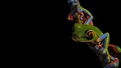 Frogs amphibians tree frogs