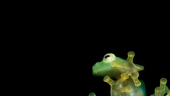 Frogs black background amphibians