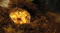 Frogs mud amphibians