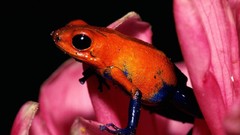Frogs multicolor amphibians Poison Dart Frogs