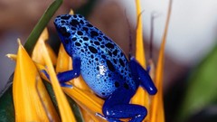 Frogs multicolor amphibians Poison Dart Frogs