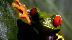 Frogs multicolor amphibians Red-Eyed Tree Frog