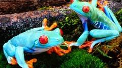 Frogs multicolor amphibians Red-Eyed Tree Frog