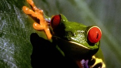 Frogs Red-Eyed Tree Frog