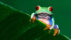 Frogs Red-Eyed Tree Frog