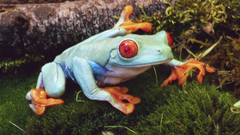 Frogs Red-Eyed Tree Frog