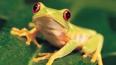 Frogs Red-Eyed Tree Frog