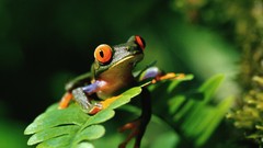 Frogs Red-Eyed Tree Frog