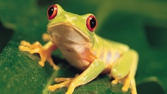 Frogs Red-Eyed Tree Frog