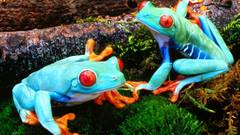 Frogs Red-Eyed Tree Frog