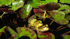 Frogs rut furche Animals