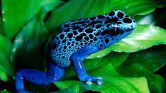 Frogs Spotted amphibians dart frogs Poison Dart Frogs