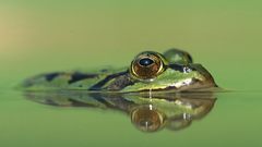 Frogs swimming amphibians