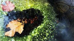 Frogspawn tadpoles Op still