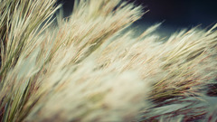 From original just Made downloaded directly