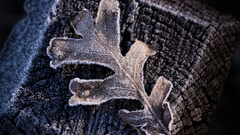 Frost leaf