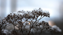 Frostberries itt frosty November