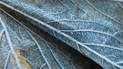 Frosted leaf nature