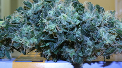 Frosty bud pronz high
