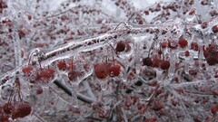 fruit ice Plants cherries (food) nature